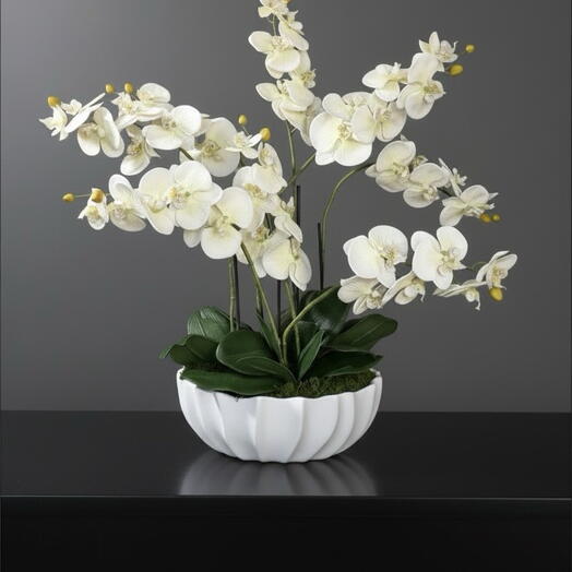 Pure Orchid Elegance