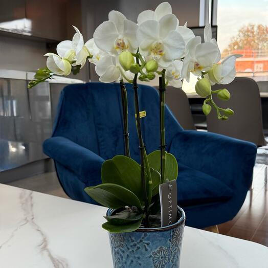 White Orchid