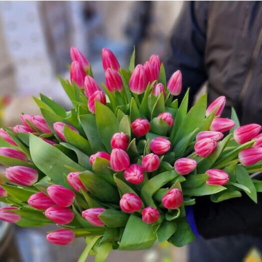 Pink tulips