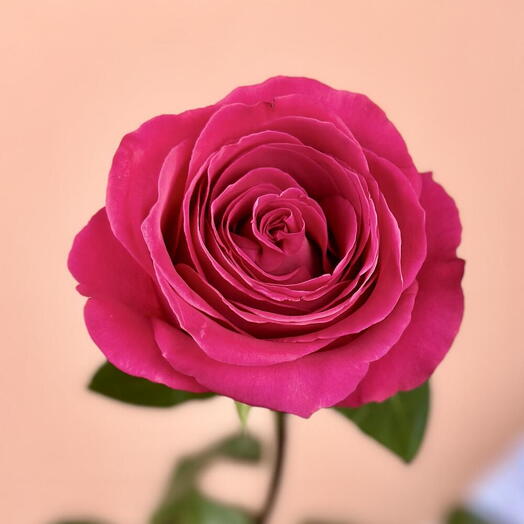 Pink Rose