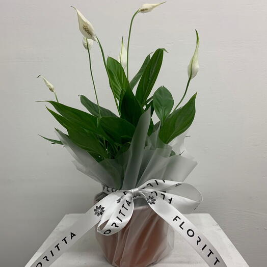 Spathiphyllum