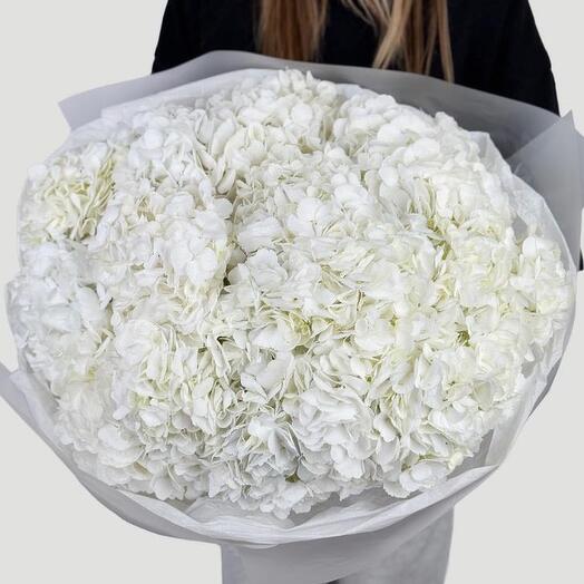 Moonlight Mist (hydrangeas )