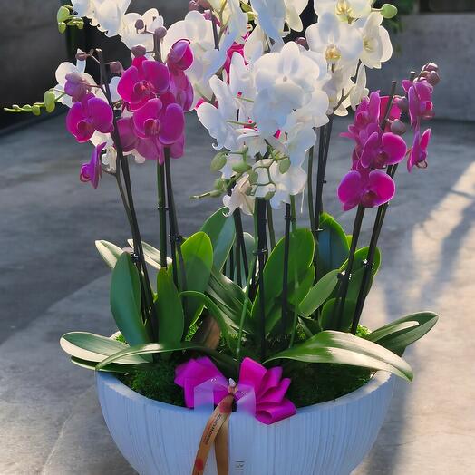 Orchid Garden Elegance