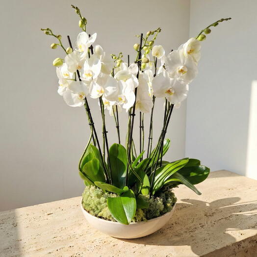 Элегантная чаша с белым фаленопсисом