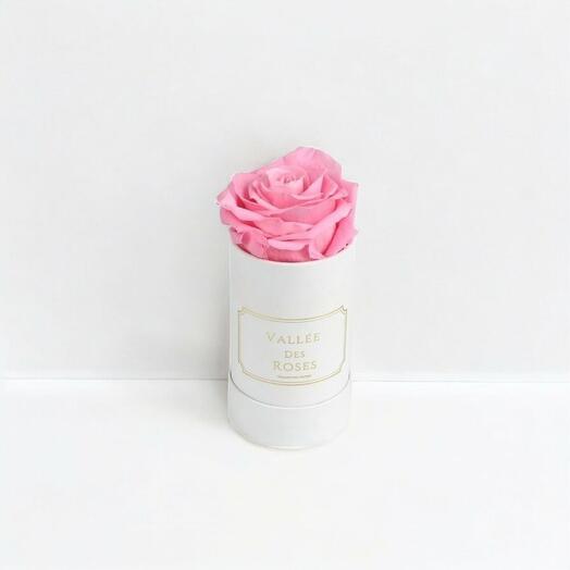 Pink Purple Singular Preserved Rose