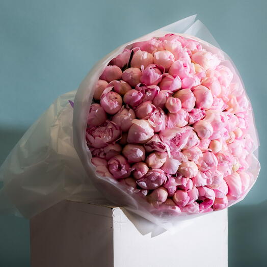 Peonies pink Grace 50