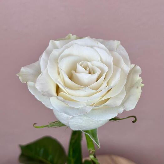 White Rose