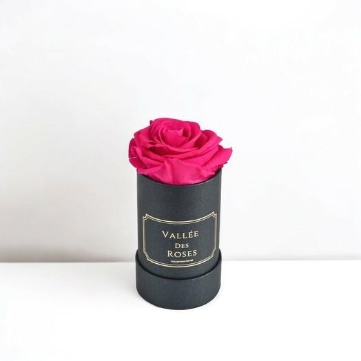 Hot Pink Singular Preserved Rose