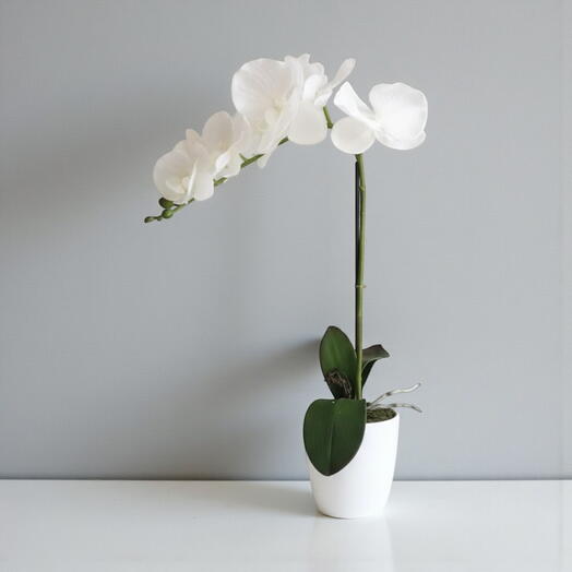 Phalaenopsis Orchid