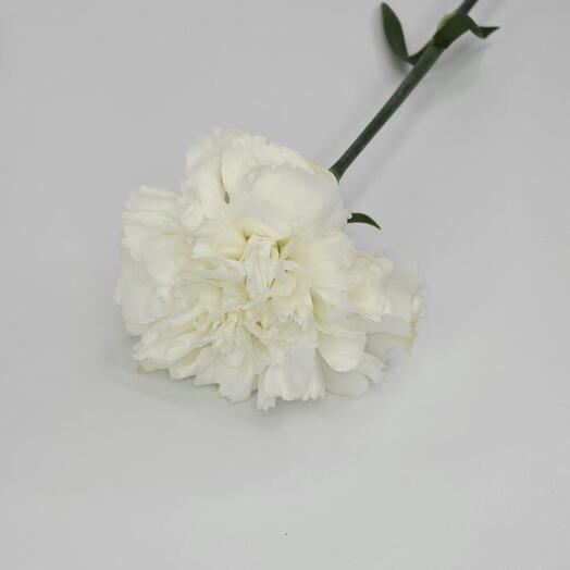 White Carnation